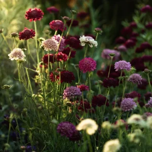 Imperial Pincushion Flower Seeds - 50 Heirloom Scabiosa atropurpurea - Image 5