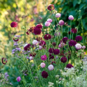 Imperial Pincushion Flower Seeds - 50 Heirloom Scabiosa atropurpurea - Image 6