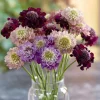 Imperial Pincushion Flower Seeds - 50 Heirloom Scabiosa atropurpurea - Image 1