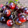 Indigo-Purple Cherry Tomato Seeds - Heirloom Variety - 20 Seeds - Outdoor - Image 1