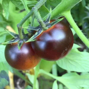 Indigo-Purple Cherry Tomato Seeds - Heirloom Variety - 20 Seeds - Outdoor - Image 3