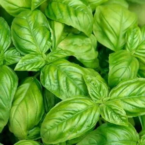 Italian Leaf Basil Live Plant, 2 Plants in 4-inch Pot, Sweet Culinary Herb - Image 2