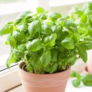 Italian Leaf Basil Live Plant, 2 Plants in 4-inch Pot, Sweet Culinary Herb - Image 1