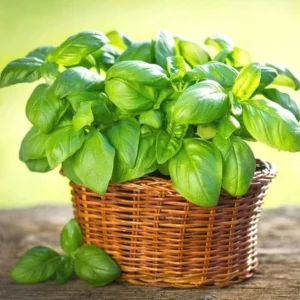Italian Leaf Basil Live Plant, 2 Plants in 4-inch Pot, Sweet Culinary Herb - Image 3