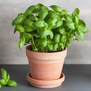 Italian Leaf Basil Live Plant, 2 Plants in 4-inch Pot, Sweet Culinary Herb - Image 4
