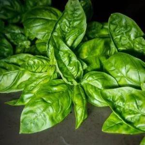 Italian Leaf Basil Live Plant, 2 Plants in 4-inch Pot, Sweet Culinary Herb - Image 5