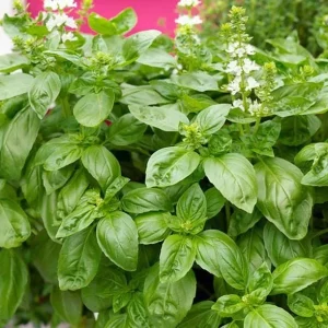 Italian Leaf Basil Live Plant, 2 Plants in 4-inch Pot, Sweet Culinary Herb - Image 6