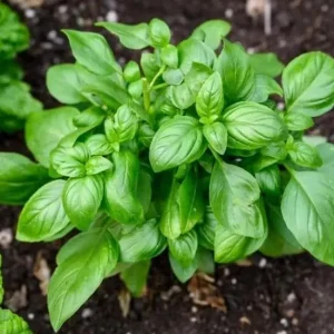 Italian Leaf Basil Live Plant, 2 Plants in 4-inch Pot, Sweet Culinary Herb - Image 7