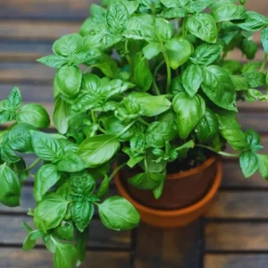 Italian Leaf Basil Live Plant, 2 Plants in 4-inch Pot, Sweet Culinary Herb - Image 8