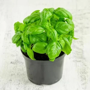 Italian Leaf Basil Live Plant, 2 Plants in 4-inch Pot, Sweet Culinary Herb - Image 9