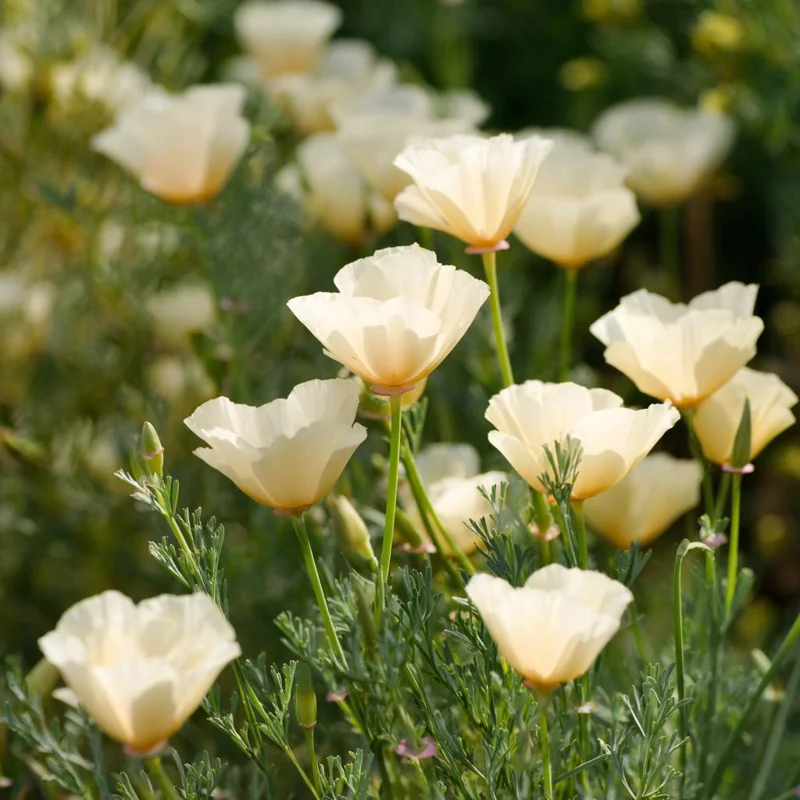 Ivory California Poppy Seeds - Eschscholzia californica - 250 Seeds - Image 3