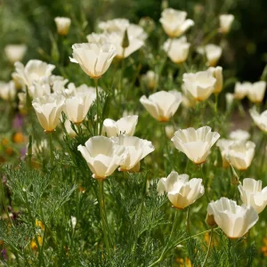 Ivory California Poppy Seeds - Eschscholzia californica - 250 Seeds - Image 4