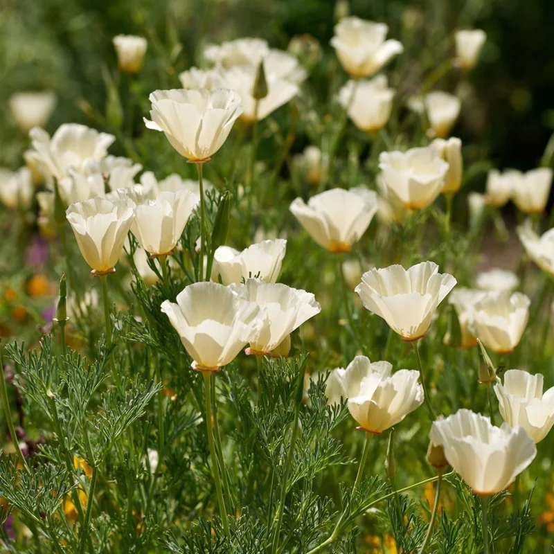 Ivory California Poppy Seeds - Eschscholzia californica - 250 Seeds - Image 4