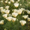 Ivory California Poppy Seeds - Eschscholzia californica - 250 Seeds - Image 1