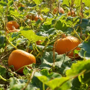 Jack O' Lantern Pumpkin Seeds - Classic Halloween Carving Variety - 20 Count Packet - Image 3