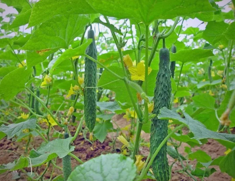 Jade Cucumber Seeds - 25 Heirloom Seeds for Crisp Sweet Cucumbers - Outdoor Garden - Image 2