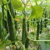 Jade Cucumber Seeds - 25 Heirloom Seeds for Crisp Sweet Cucumbers - Outdoor Garden - Image 1