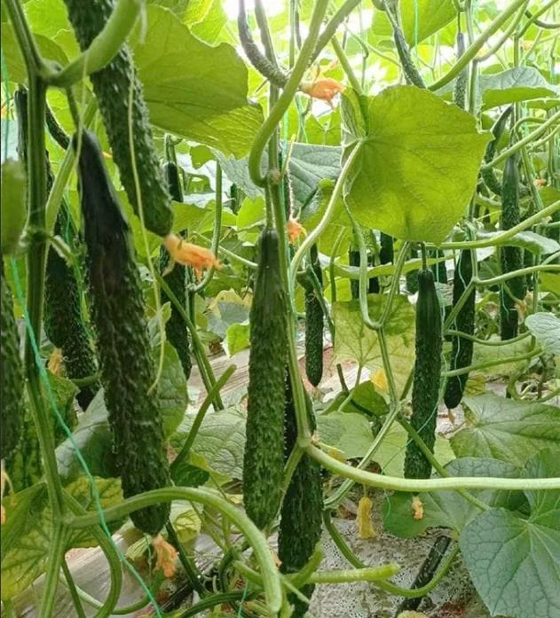 Jade Cucumber Seeds - 25 Heirloom Seeds for Crisp Sweet Cucumbers - Outdoor Garden - Image 1