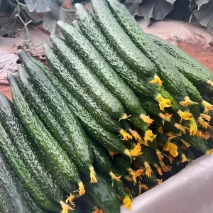 Jade Cucumber Seeds - 25 Heirloom Seeds for Crisp Sweet Cucumbers - Outdoor Garden - Image 3