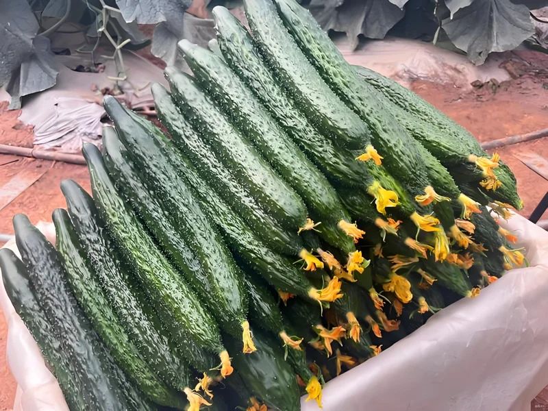 Jade Cucumber Seeds - 25 Heirloom Seeds for Crisp Sweet Cucumbers - Outdoor Garden - Image 3