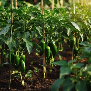 Jalapeno Pepper Seeds – Heirloom Medium-Heat – 25 Seeds for Garden & Cooking - Image 4