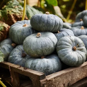 Jarrahdale Pumpkin Seeds – Heirloom Blue-Green Cucurbita Maxima – 10 Seed Pack - Image 1