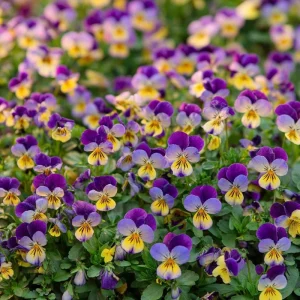 Johnny Jump Up Seeds - Viola Tricolor Helen Mount - 120 Seeds - Colorful Garden Blooms - Image 4