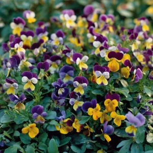 Johnny Jump Up Seeds - Viola Tricolor Helen Mount - 120 Seeds - Colorful Garden Blooms - Image 5