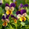 Johnny Jump Up Seeds - Viola Tricolor Helen Mount - 120 Seeds - Colorful Garden Blooms - Image 1