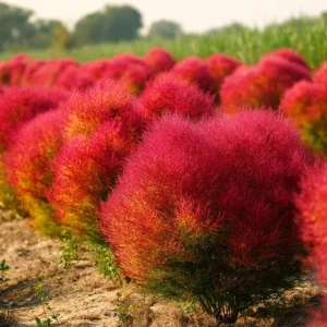 Kochia Scoparia Seeds - 30 Seeds, Fiery Fall Foliage, Burning Bush Annual - Image 1