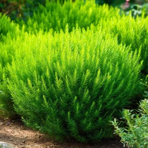 Kochia Scoparia Seeds - 30 Seeds, Fiery Fall Foliage, Burning Bush Annual - Image 3