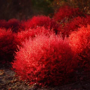 Kochia Scoparia Seeds - 30 Seeds, Fiery Fall Foliage, Burning Bush Annual - Image 4