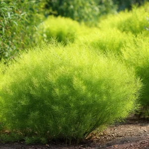 Kochia Scoparia Seeds - 30 Seeds, Fiery Fall Foliage, Burning Bush Annual - Image 5