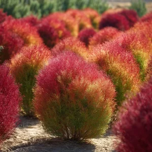 Kochia Scoparia Seeds - 30 Seeds, Fiery Fall Foliage, Burning Bush Annual - Image 6