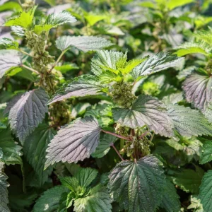 Korean Green Shiso Seeds - 100 Aromatic Culinary Herb Seeds, Easy-to-Grow - Image 2