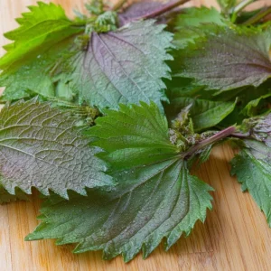 Korean Green Shiso Seeds - 100 Aromatic Culinary Herb Seeds, Easy-to-Grow - Image 3