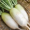 Korean Radish Seeds Cheong Du Hybrid - 30 Kimchi Radishes for Garden - Image 1