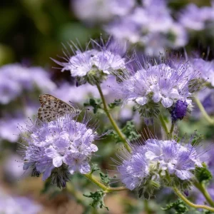 Lacy Phacelia Seeds - 100 Count, Purple Blooms, Pollinator Friendly, Annual Wildflower - Image 2