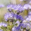 Lacy Phacelia Seeds - 100 Count, Purple Blooms, Pollinator Friendly, Annual Wildflower - Image 1