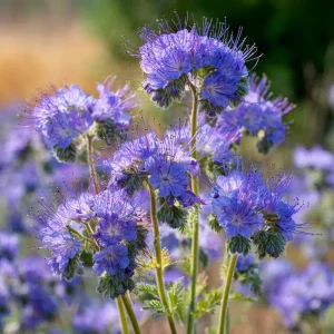 Lacy Phacelia Seeds - 100 Count, Purple Blooms, Pollinator Friendly, Annual Wildflower - Image 4