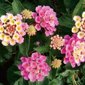 Lantana Camara Pink Caprice Live Plants, 2-Pack, 4-Inch Pot, Perennial Outdoor - Image 2