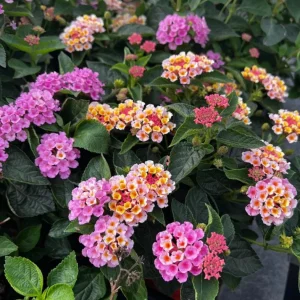 Lantana Camara Pink Caprice Live Plants, 2-Pack, 4-Inch Pot, Perennial Outdoor - Image 3