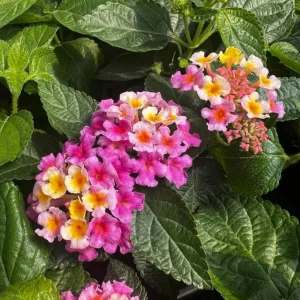 Lantana Camara Pink Caprice Live Plants, 2-Pack, 4-Inch Pot, Perennial Outdoor - Image 4