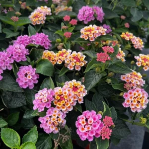 Lantana Camara Pink Caprice Live Plants, 2-Pack, 4-Inch Pot, Perennial Outdoor - Image 5