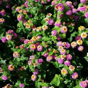 Lantana Camara Pink Caprice Live Plants, 2-Pack, 4-Inch Pot, Perennial Outdoor - Image 6