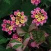 Lantana Camara Pink Caprice Live Plants, 2-Pack, 4-Inch Pot, Perennial Outdoor - Image 1