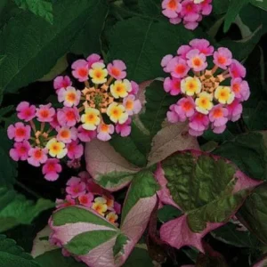 Lantana Camara Pink Caprice Live Plants, 2-Pack, 4-Inch Pot, Perennial Outdoor - Image 1