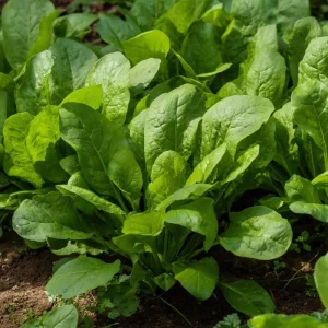 Large Leaf Sorrel Seeds - Heirloom Tangy Greens - Approx 200 Seeds - Image 3