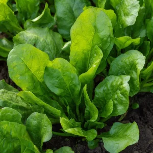 Large Leaf Sorrel Seeds - Heirloom Tangy Greens - Approx 200 Seeds - Image 6