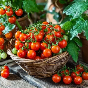 Large Red Cherry Tomato Seeds - Heirloom Variety, High-Yield, 50 Seeds - Image 3